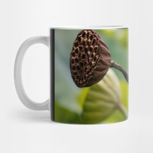 Sacred Lotus Pods Mug